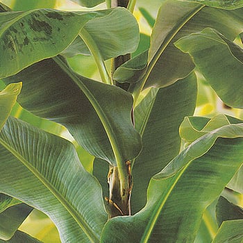 Galerie Wallcoverings Product Code 473407 - African Queen 2 Wallpaper Collection -   